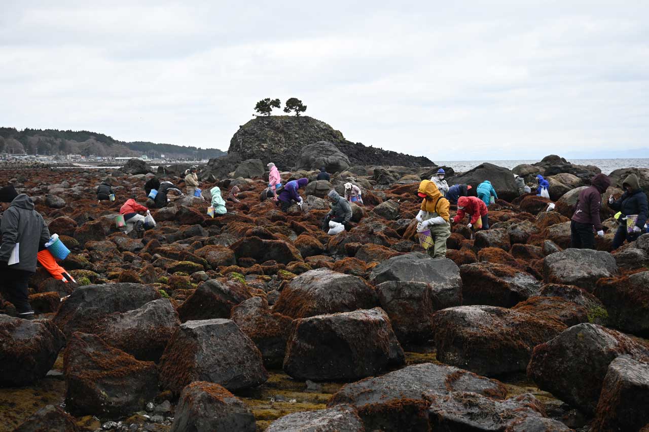 ふのり採り体験ツアー